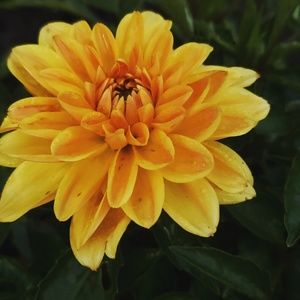 Meet your Posher, Eva